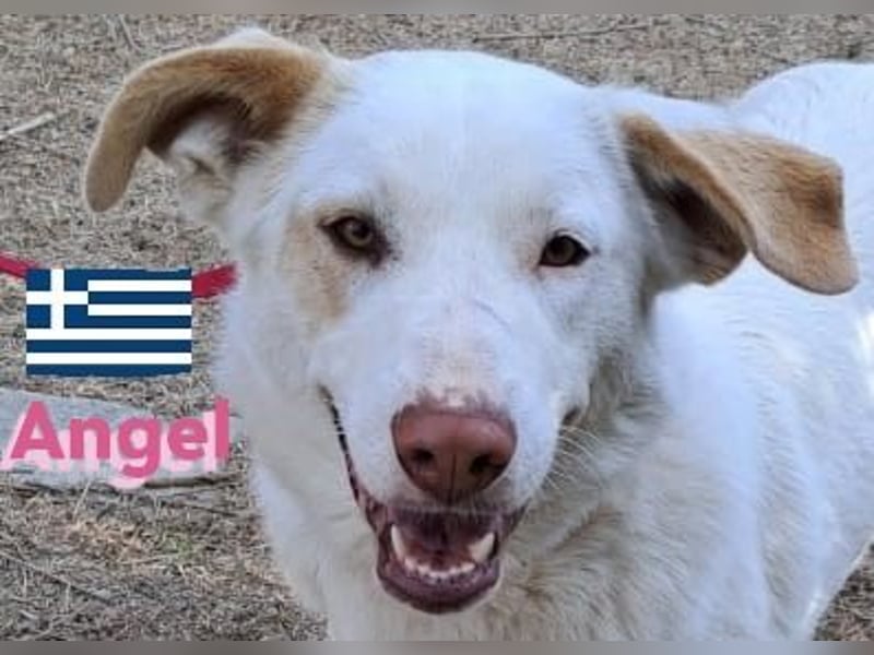 Angel,geb.04/23,ruhige,menschenbezogene Hündin sucht ihre Familie