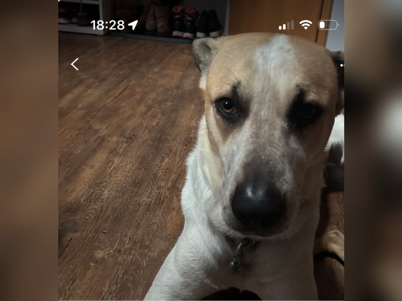 Griechischen Hirtenhund Ares 4 Jahre alt