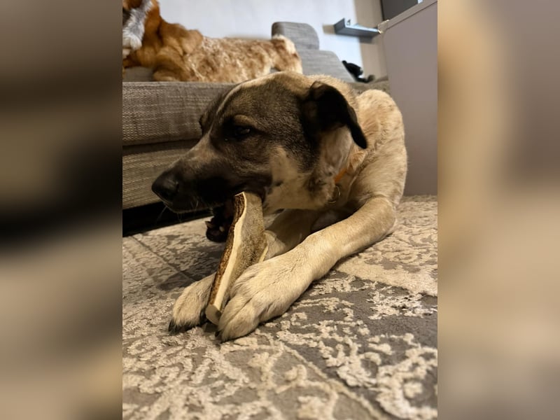 Mia (2,5 J.) sucht ein neues Revier – Treue Hündin mit Wachinstin