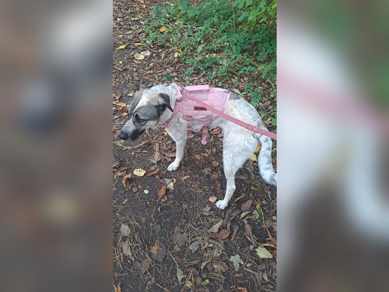 Mia (2,5 J.) sucht ein neues Revier – Treue Hündin mit Wachinstin