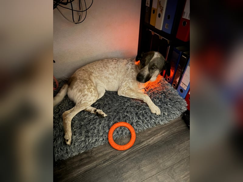 Mia (2,5 J.) sucht ein neues Revier – Treue Hündin mit Wachinstin
