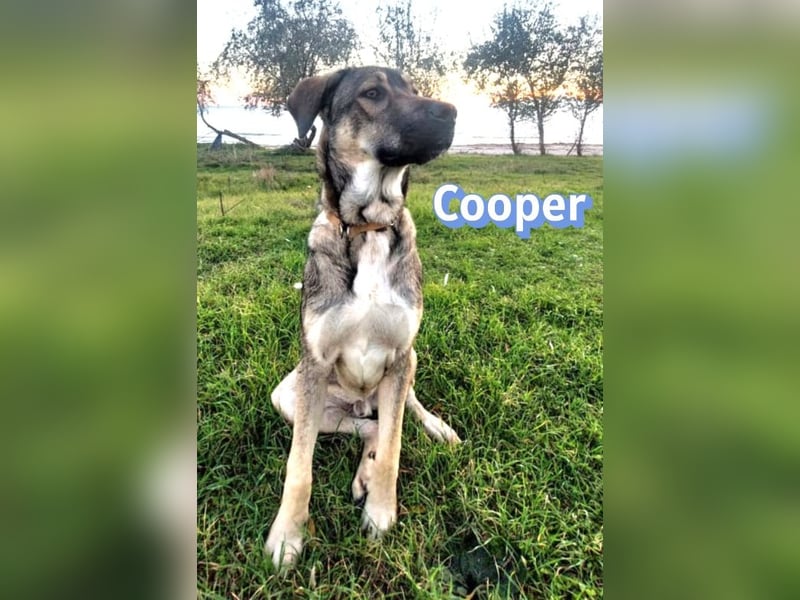 Cooper - gemütlich, freundlich und neugierig