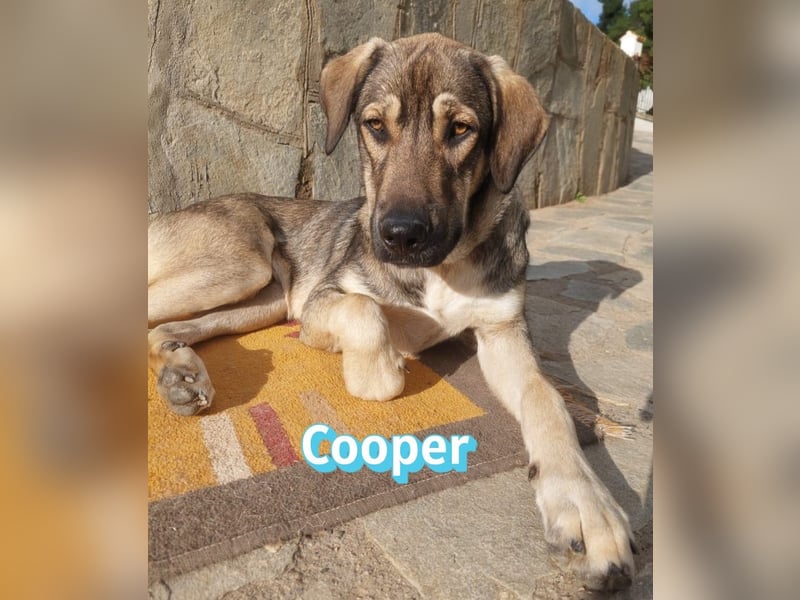Cooper - gemütlich, freundlich und neugierig