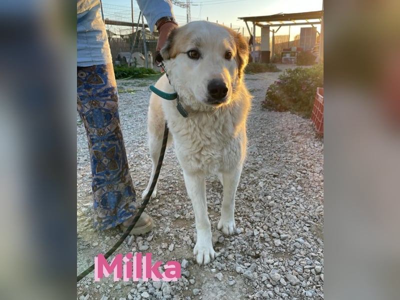 Milka - anhänglich und verspielt