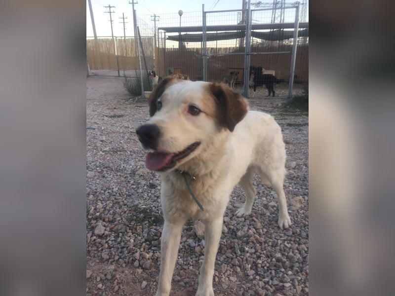 Milka - anhänglich und verspielt