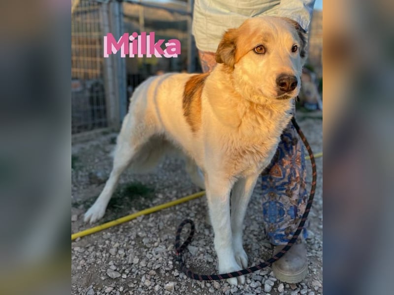 Milka - anhänglich und verspielt