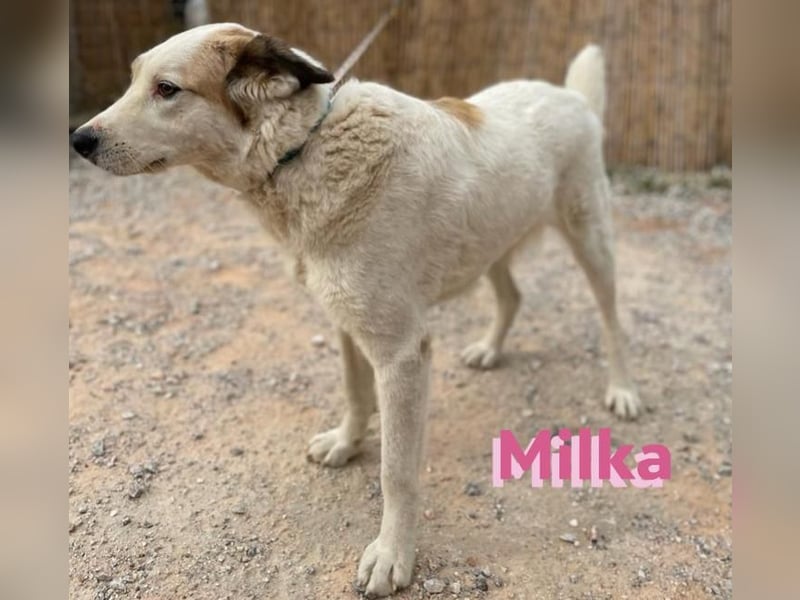 Milka - anhänglich und verspielt