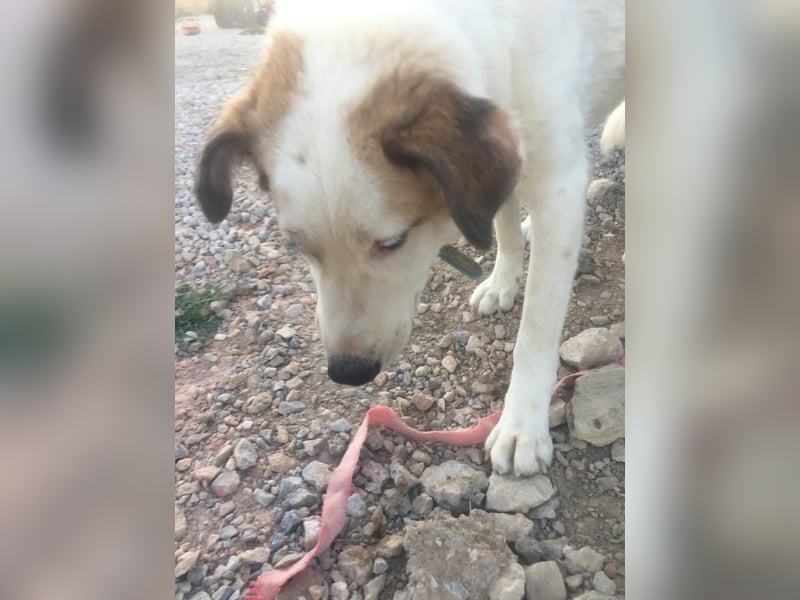 Milka - anhänglich und verspielt