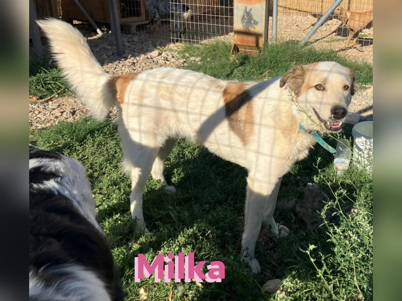 Milka - anhänglich und verspielt