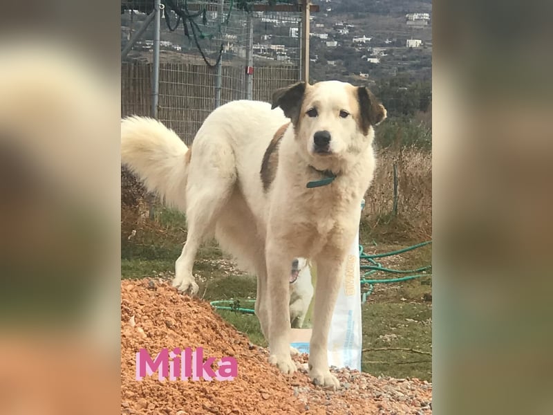 Milka - anhänglich und verspielt