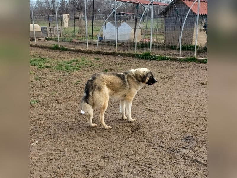 Darla- griechischer Schäferhund-Mischling