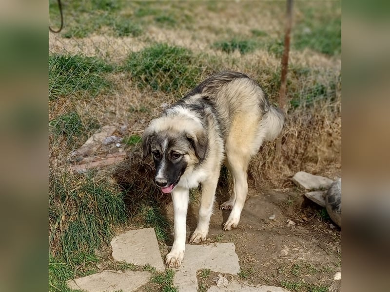 Darla- griechischer Schäferhund-Mischling