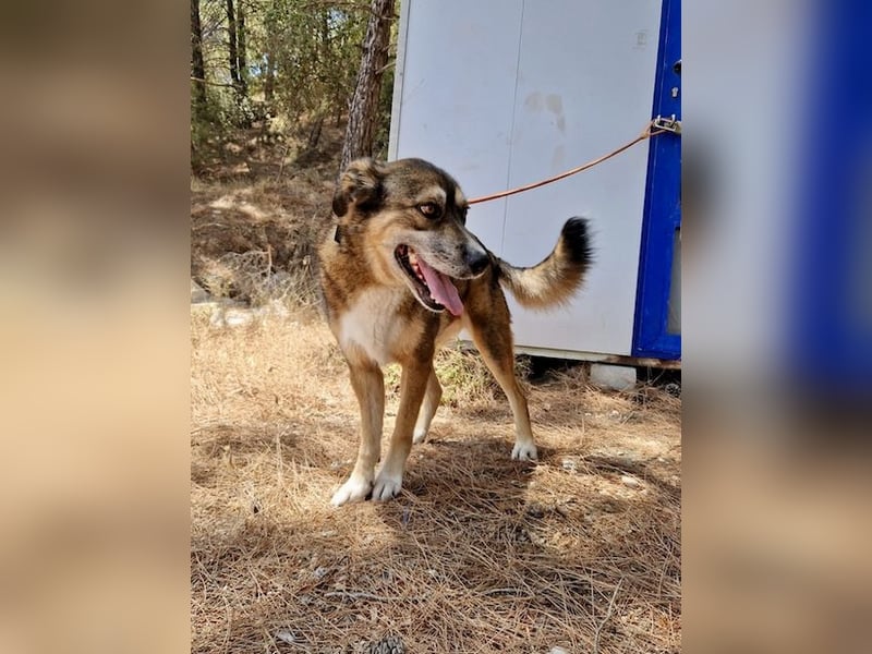 Abenteuerlustiger Knuddelbär SIMBA sucht eine Familie!