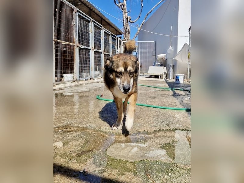 Abenteuerlustiger Knuddelbär SIMBA sucht eine Familie!