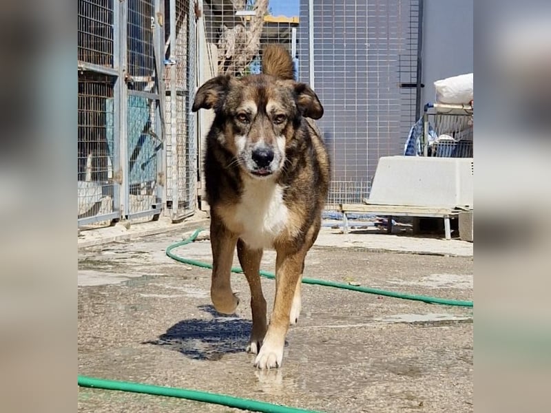 Abenteuerlustiger Knuddelbär SIMBA sucht eine Familie!