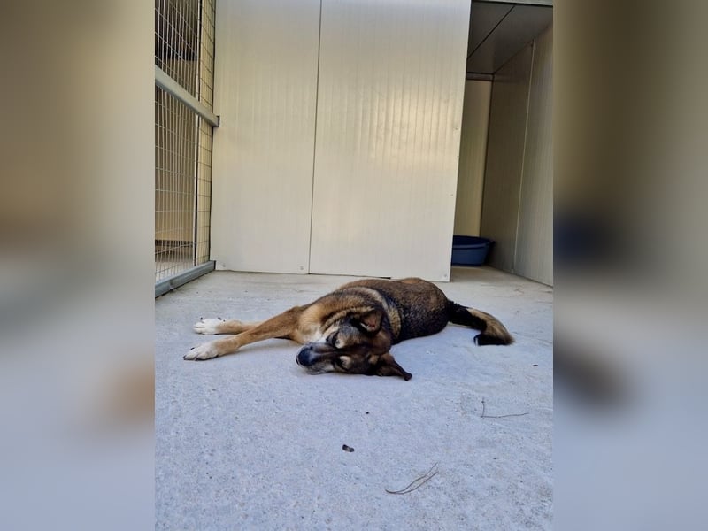 Abenteuerlustiger Knuddelbär SIMBA sucht eine Familie!