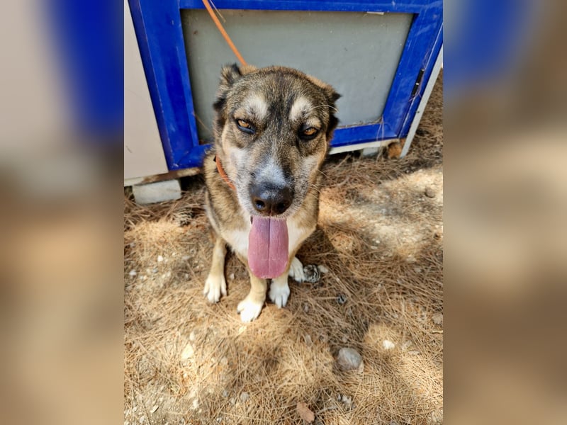 Abenteuerlustiger Knuddelbär SIMBA sucht eine Familie!