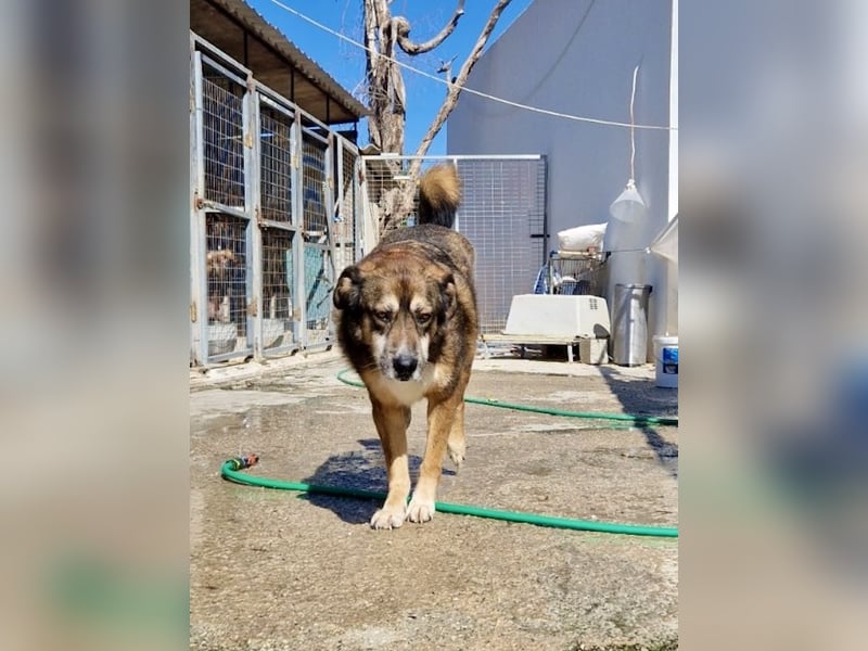 Abenteuerlustiger Knuddelbär SIMBA sucht eine Familie!