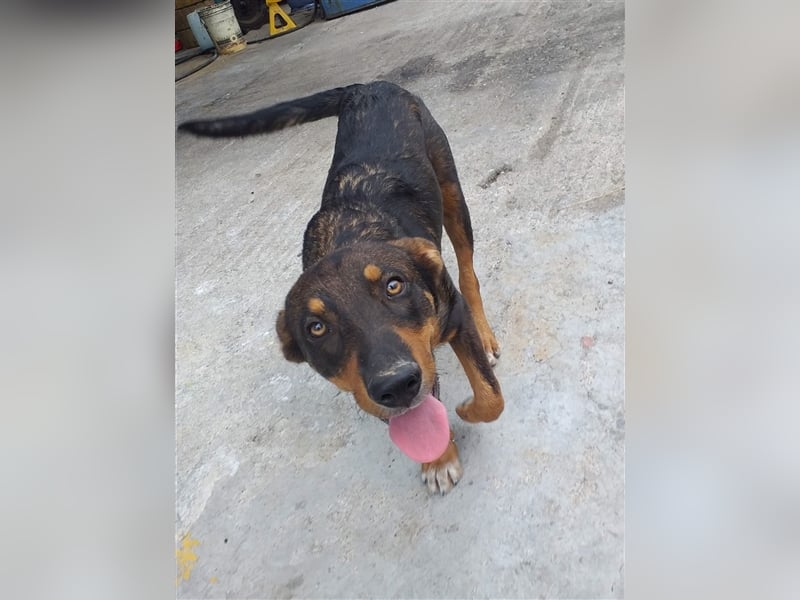 Philo, ein Hund zum verlieben❤️