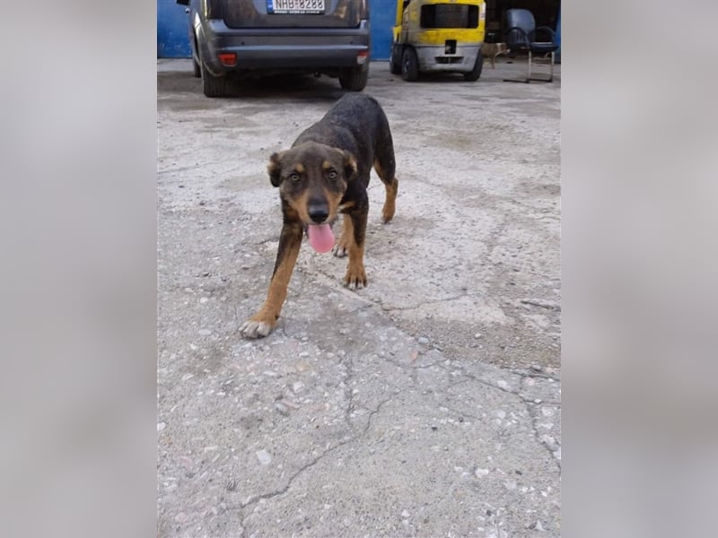 Philo, ein Hund zum verlieben❤️