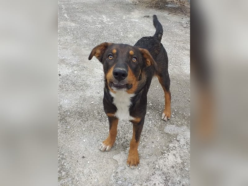 Philo, ein Hund zum verlieben❤️