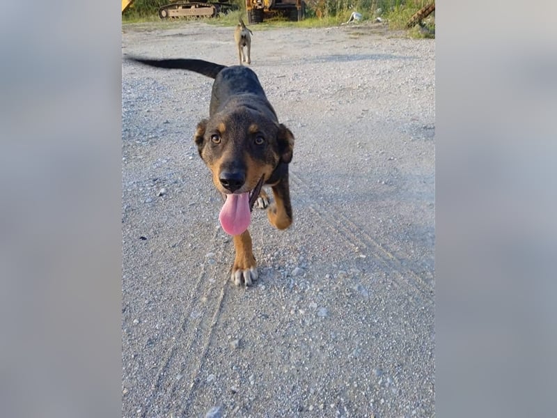 Philo, ein Hund zum verlieben❤️