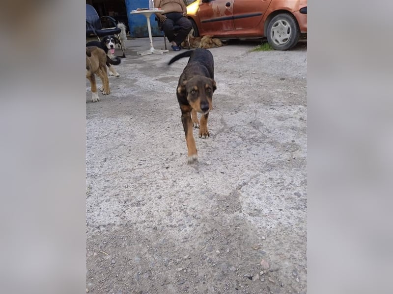 Philo, ein Hund zum verlieben❤️