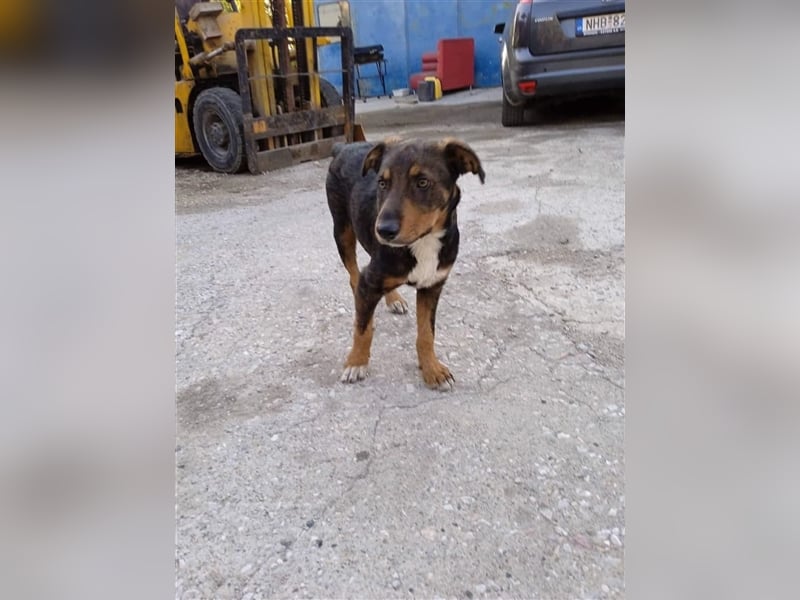 Philo, ein Hund zum verlieben❤️