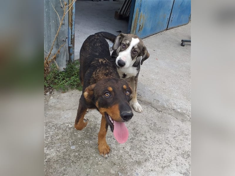 Philo, ein Hund zum verlieben❤️