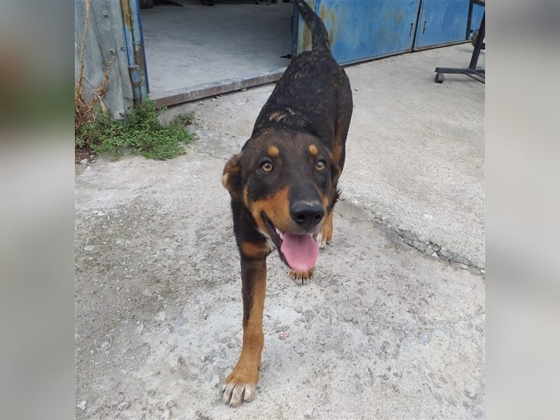 Philo, ein Hund zum verlieben❤️