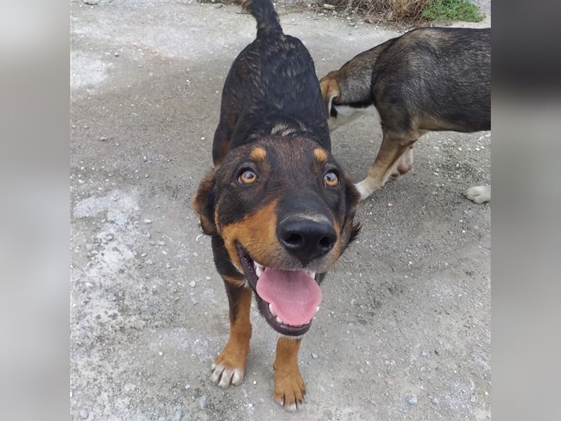 Philo, ein Hund zum verlieben❤️