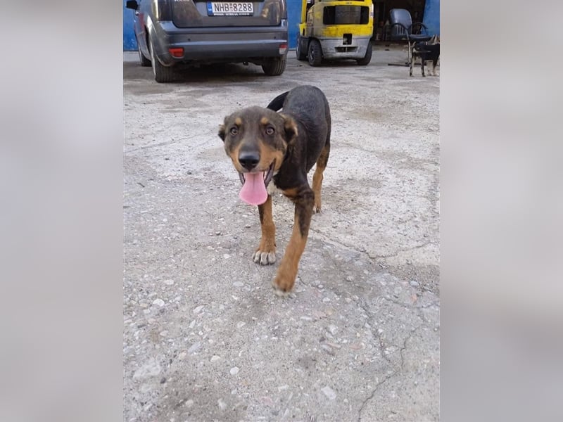 Philo, ein Hund zum verlieben❤️