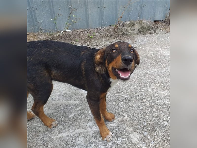 Philo, ein Hund zum verlieben❤️