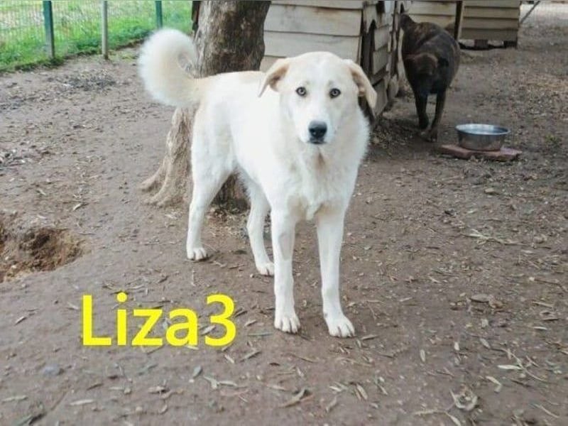 Liza3 geb. 11/2024 (GRC) - verspielte und neugierige Griechische Schäferhund Mix Hündin!