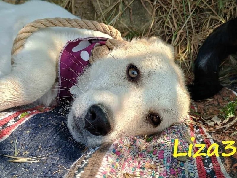 Liza3 geb. 11/2024 (GRC) - verspielte und neugierige Griechische Schäferhund Mix Hündin!