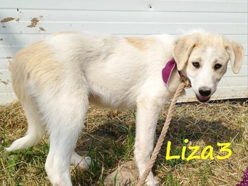Liza3 geb. 11/2024 (GRC) - verspielte und neugierige Griechische Schäferhund Mix Hündin!