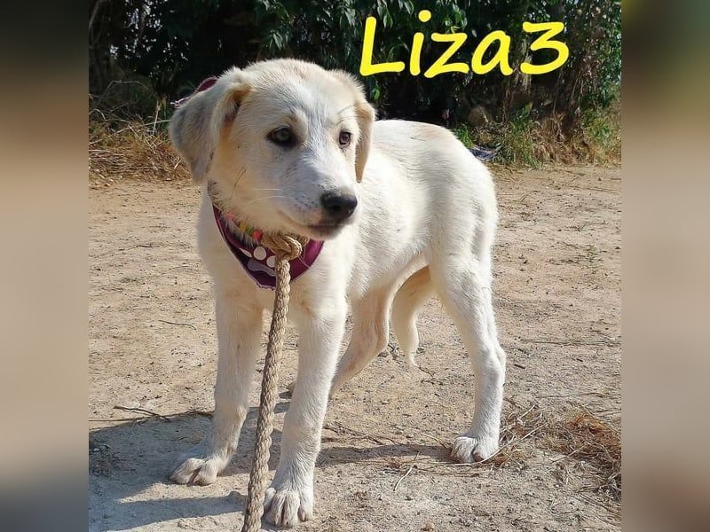 Liza3 geb. 11/2024 (GRC) - verspielte und neugierige Griechische Schäferhund Mix Hündin!