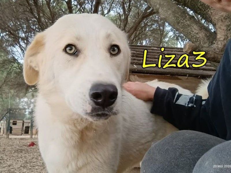 Liza3 geb. 11/2024 (GRC) - verspielte und neugierige Griechische Schäferhund Mix Hündin!