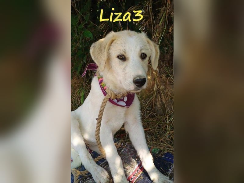 Liza3 geb. 11/2024 (GRC) - verspielte und neugierige Griechische Schäferhund Mix Hündin!
