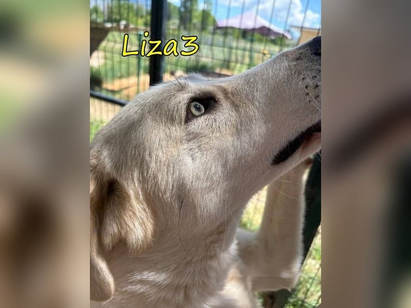 Liza3 geb. 11/2024 (GRC) - verspielte und neugierige Griechische Schäferhund Mix Hündin!