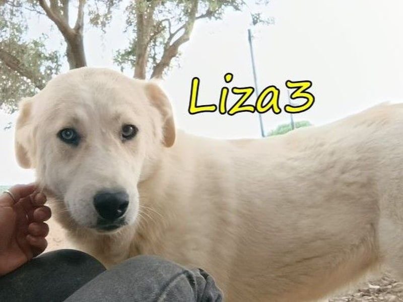 Liza3 geb. 11/2024 (GRC) - verspielte und neugierige Griechische Schäferhund Mix Hündin!