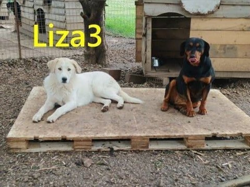 Liza3 geb. 03/2025 (GRC) - verspielte und neugierige Griechische Schäferhund Mix Welpin!