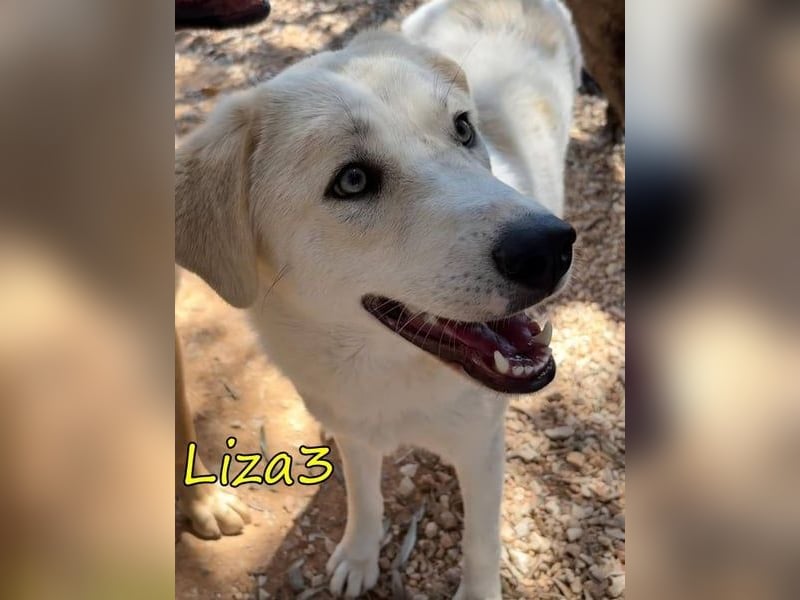 Liza3 geb. 11/2024 (GRC) - verspielte und neugierige Griechische Schäferhund Mix Hündin!