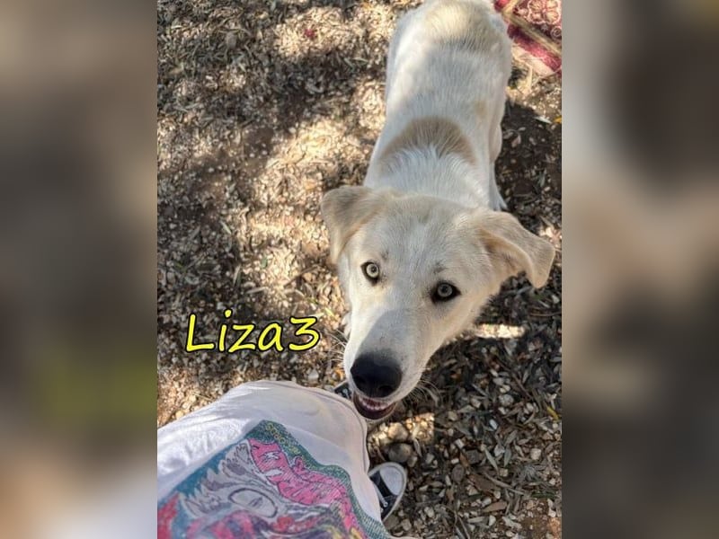 Liza3 geb. 11/2024 (GRC) - verspielte und neugierige Griechische Schäferhund Mix Hündin!