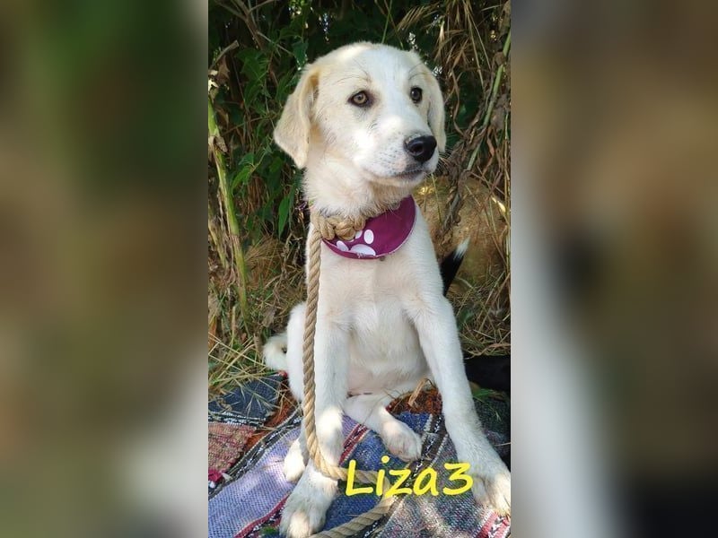 Liza3 geb. 11/2024 (GRC) - verspielte und neugierige Griechische Schäferhund Mix Hündin!
