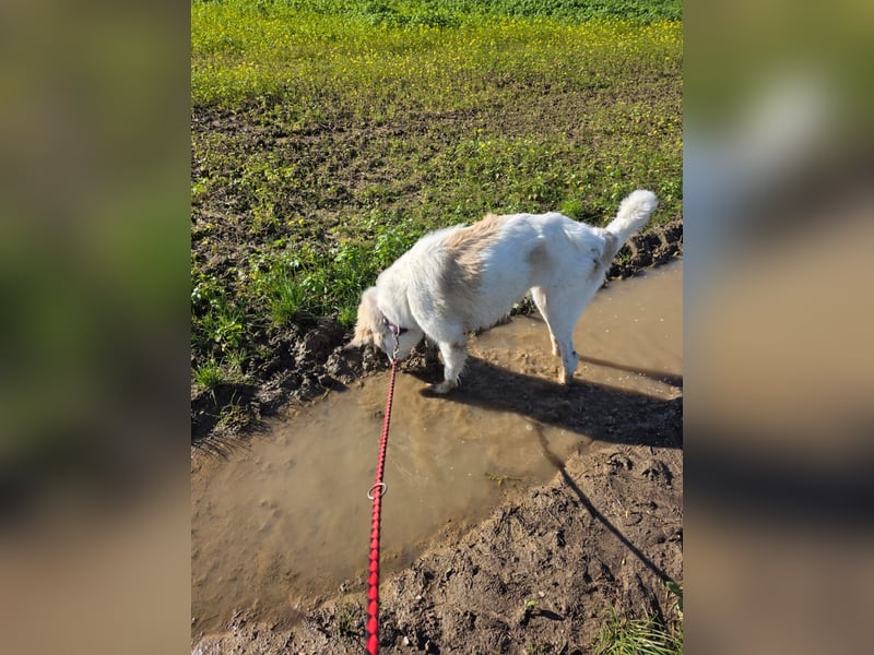 Wally, menschenbezogen, verspielt, sozial