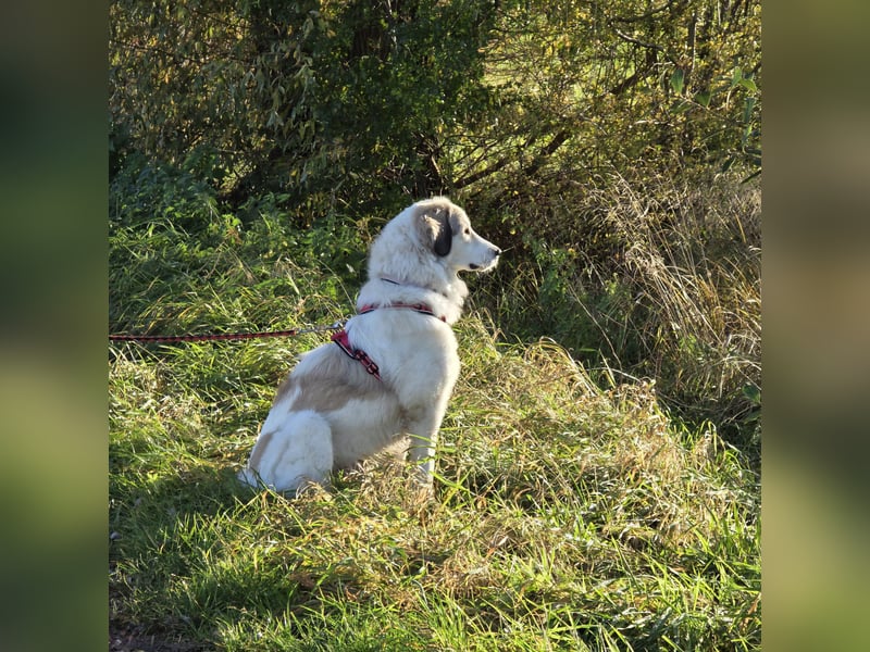 Wally, menschenbezogen, verspielt, sozial