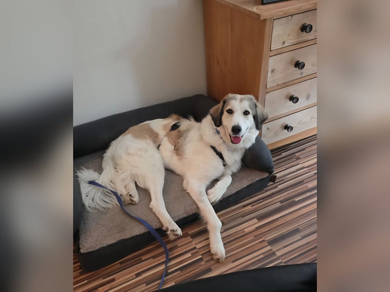 Wally, menschenbezogen, verspielt, sozial