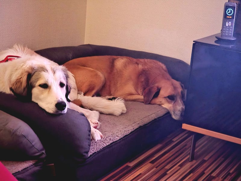 Wally, menschenbezogen, verspielt, sozial