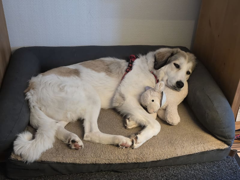 Wally, menschenbezogen, verspielt, sozial